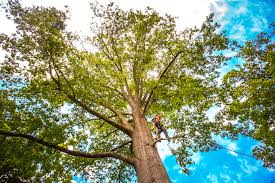 Best Tree Risk Assessment  in Sunset Beach, NC